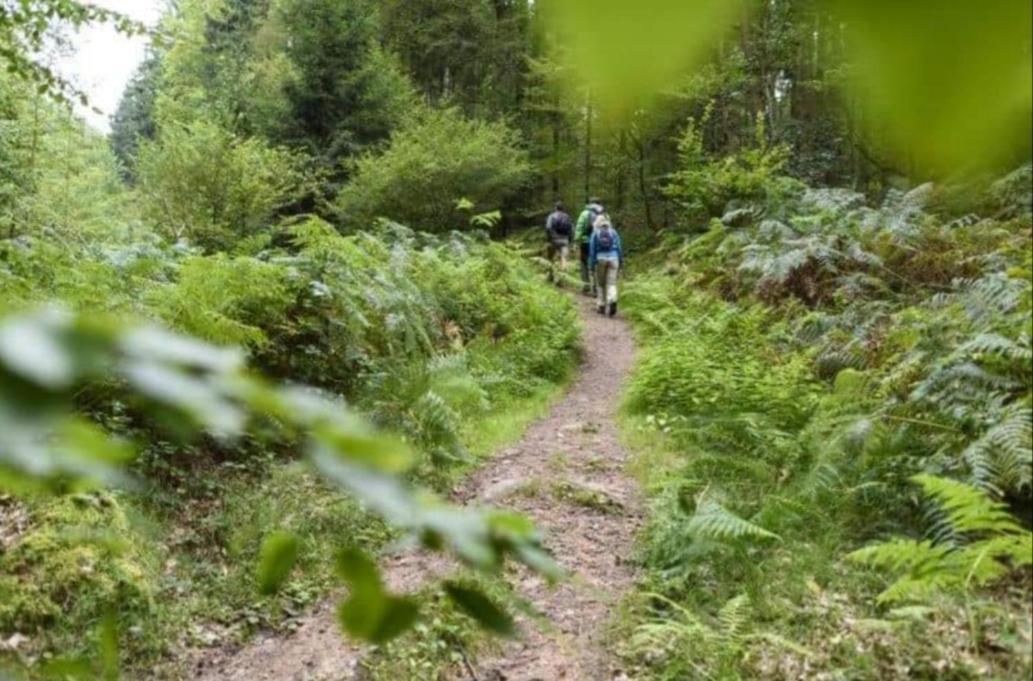 Geishoehe Landgasthof Rose Dammbach Dış mekan fotoğraf